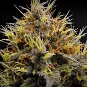 Guava Runtz Auto | Fastbuds