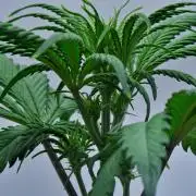 Cinderella | Fastbuds