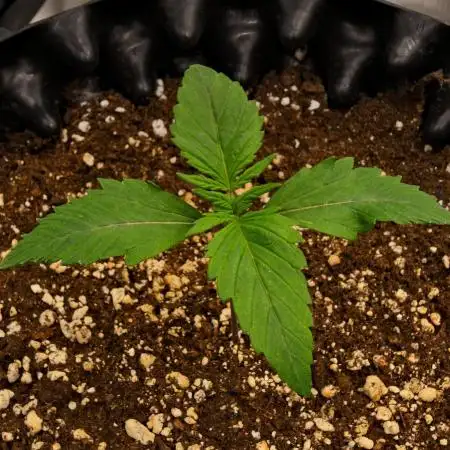Skywalker OG Runtz/Gelato ✮✮✮