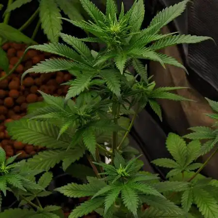 Cherry Cola & Banana Purple Punch