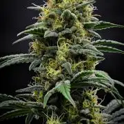 Mendo Cherry Cookies Auto | Fastbuds