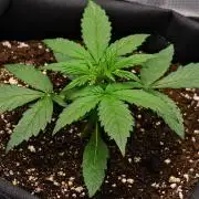 Sticky Broccoli | Eternity Grow Cup