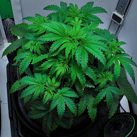 3 Bears OG | Mephisto Genetics
