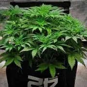 Mendo Cherry Cookies Auto | Fastbuds