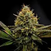 Guava Runtz Auto | Fastbuds