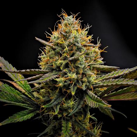 Guava Runtz Auto | Fastbuds