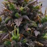 Divine Seeds | Auto Candy l VGrow