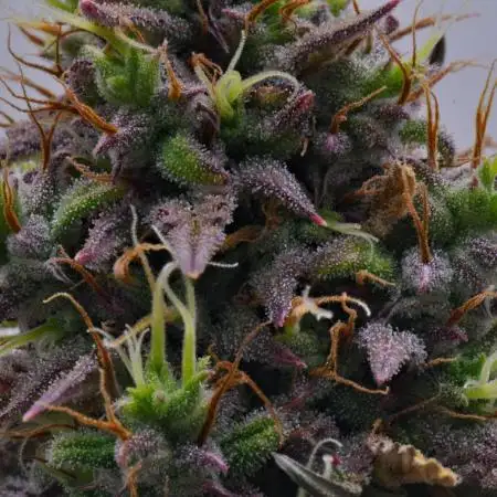 Divine Seeds | Auto Candy l VGrow