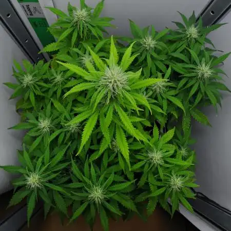 Strawberry Cake Auto | Ganja Farmer