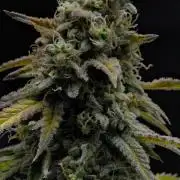 Strawberry Cake Auto | Ganja Farmer