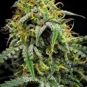 3 Bears OG | Mephisto Genetics