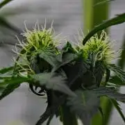 Sticky Broccoli Auto | Eternity Grow Cup