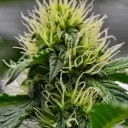 Sticky Broccoli Auto | Eternity Grow Cup