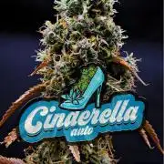 Cinderella | Fastbuds