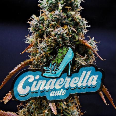 Cinderella | Fastbuds