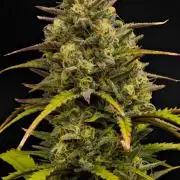 Skywalker OG Runtz/Gelato ✮✮✮