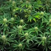 Mendo Cherry Cookies Auto | Fastbuds