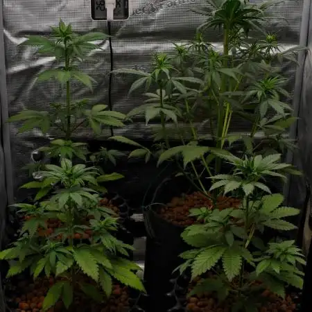Cherry Cola & Banana Purple Punch