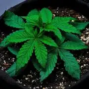 Jelly Donutz Auto