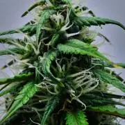 Cinderella | Fastbuds