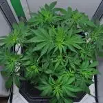 Strawberry Cake Auto | Ganja Farmer