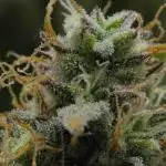 Strawberry Cake Auto | Ganja Farmer