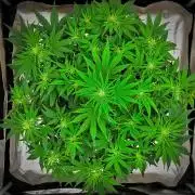 Mendo Cherry Cookies Auto | Fastbuds
