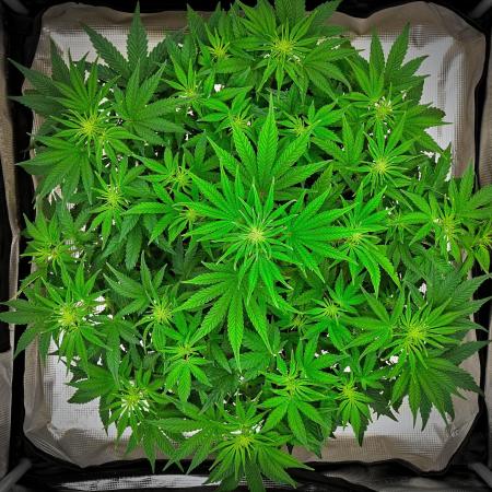Mendo Cherry Cookies Auto | Fastbuds