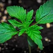 3 Bears OG | Mephisto Genetics