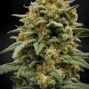 Mendo Cherry Cookies Auto | Fastbuds