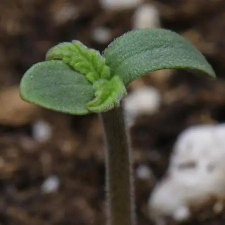 Strawberry Cake Auto | Ganja Farmer