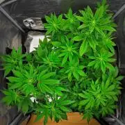 Guava Runtz Auto | Fastbuds