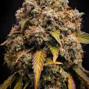 Sticky Broccoli Auto | Eternity Grow Cup