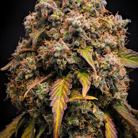 Sticky Broccoli Auto | Eternity Grow Cup