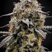 3 Bears OG | Mephisto Genetics