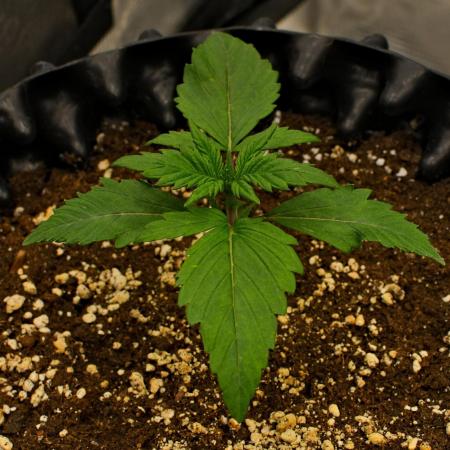 Skywalker OG Runtz/Gelato ✮✮✮