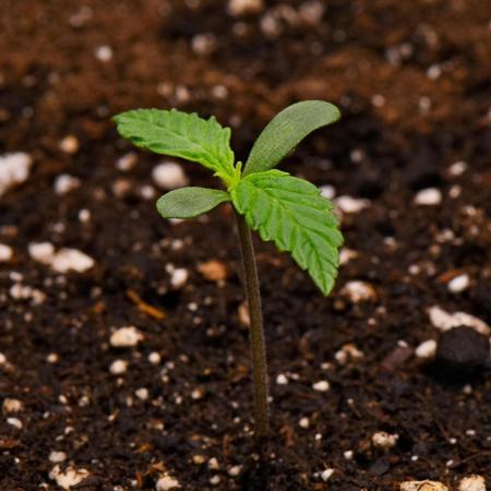 Sticky Broccoli | Eternity Grow Cup