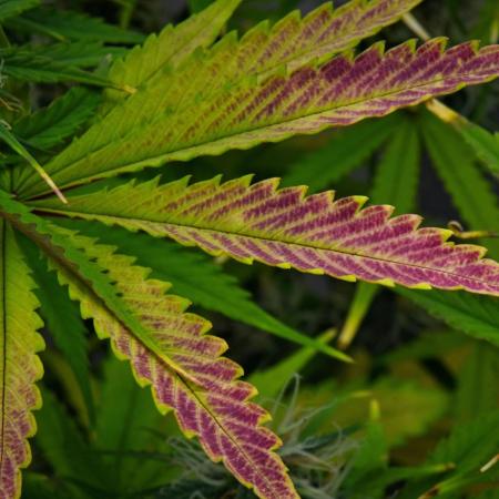 Cinderella | Fastbuds