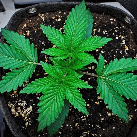 3 Bears OG | Mephisto Genetics
