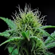 3 Bears OG | Mephisto Genetics