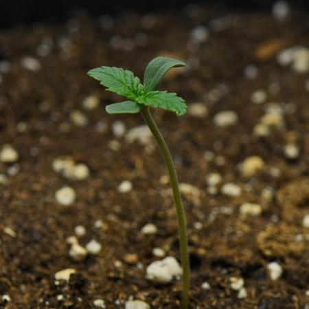 Strawberry Cake Auto | Ganja Farmer