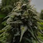Strawberry Cake Auto | Ganja Farmer