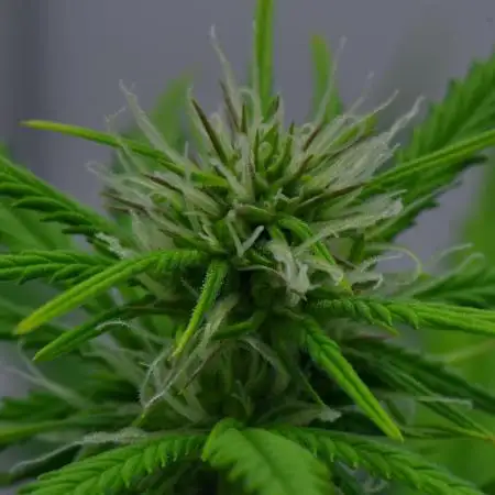 Strawberry Cake Auto | Ganja Farmer