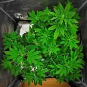 Guava Runtz Auto | Fastbuds