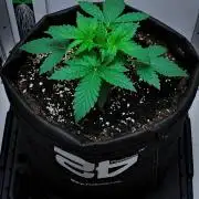 Mendo Cherry Cookies Auto | Fastbuds