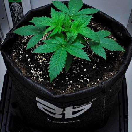 Mendo Cherry Cookies Auto | Fastbuds