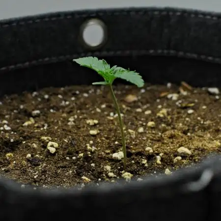 Strawberry Cake Auto | Ganja Farmer