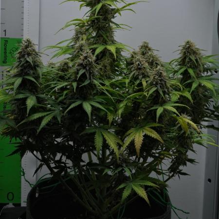Strawberry Cake Auto | Ganja Farmer
