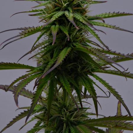 Divine Seeds | Auto Candy l VGrow