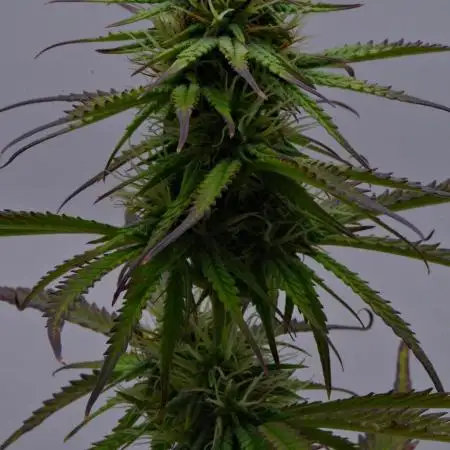Divine Seeds | Auto Candy l VGrow